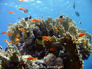 Marine Life by Abdulla Almehairi 
